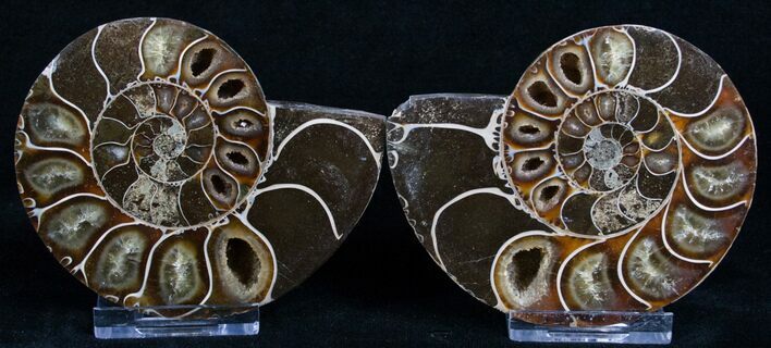 Cut & Polished Desmoceras Ammonite - #5205